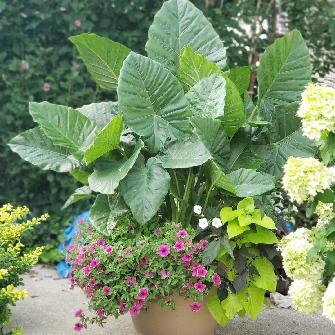 Green Alocasia herb seeds