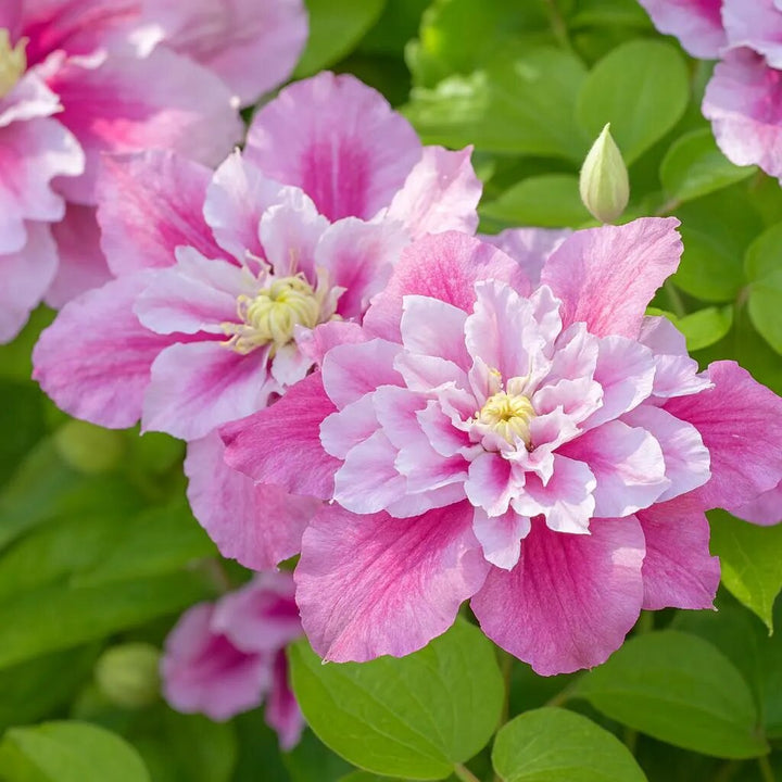 Semillas de Flores Cleome Rosadas para Sembrar – Semillas Herencia No Modificadas Genéticamente de Alta Germinación