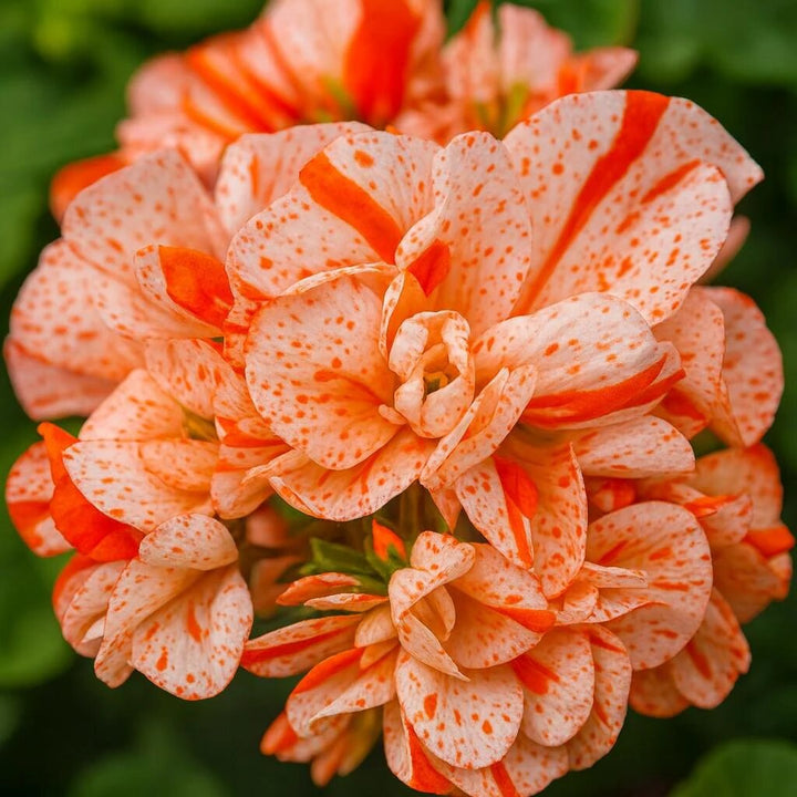 Orange White Geranium Flower Seeds – Heirloom, Non-GMO, High Germination Seeds