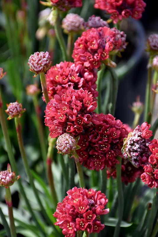 Armeria Pseudarmeria Flower Seeds – Heirloom, Non-GMO, High Germination Seeds