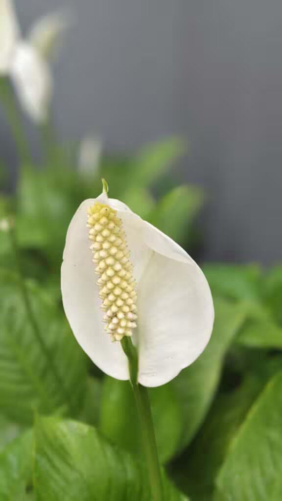 Semillas de Flor de Anturio Blanco para Sembrar – Semillas Orgánicas de Alta Germinación, Cimientes Antiguas No Transgénicas