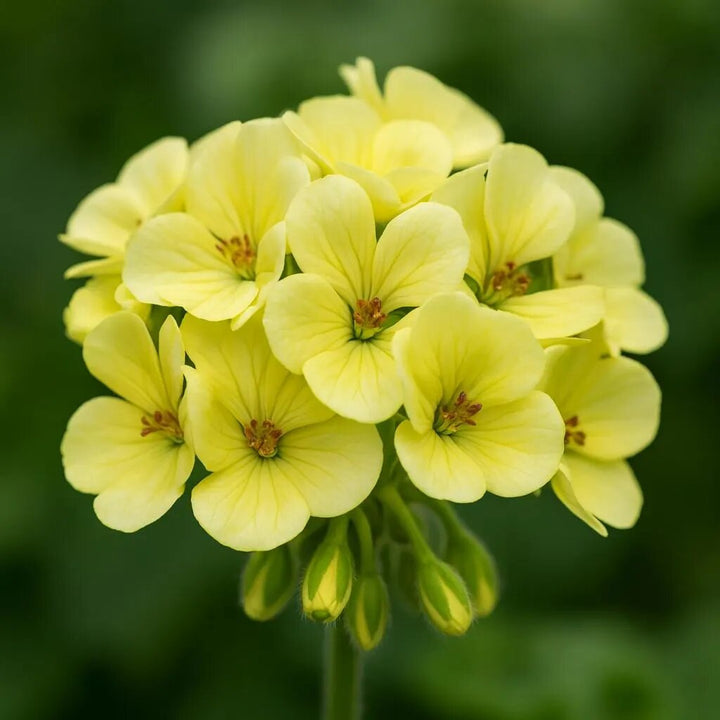 Semillas de geranio pelargonio amarillo – Semillas reliquia no modificadas genéticamente