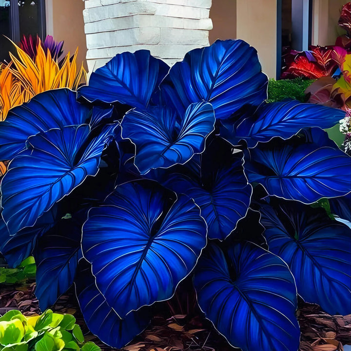 Dark Blue Caladium Seeds – Heirloom, Non-GMO, High Germination Organic Garden Seeds for Planting