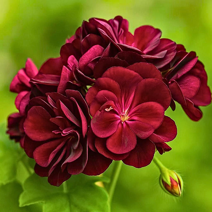 Dark Red Geranium Flower Seeds Heirloom Non-GMO High Germination Seeds