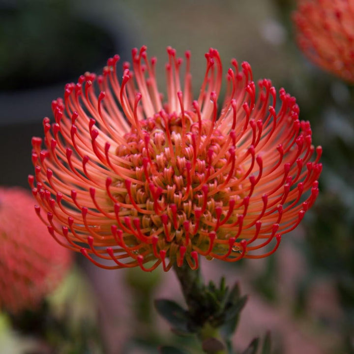 Leucospermum Flower Seeds Red – Heirloom, Non-GMO, High Germination Seeds