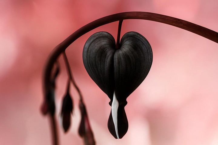 Black Bleeding Heart Flower Seeds for Planting – Heirloom Non-GMO Organic Garden Seeds