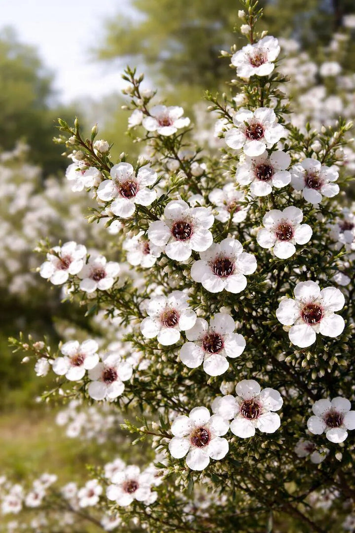 Semillas de flores de Leptospermum blancas – Variedad tradicional, no transgénicas, alta germinación