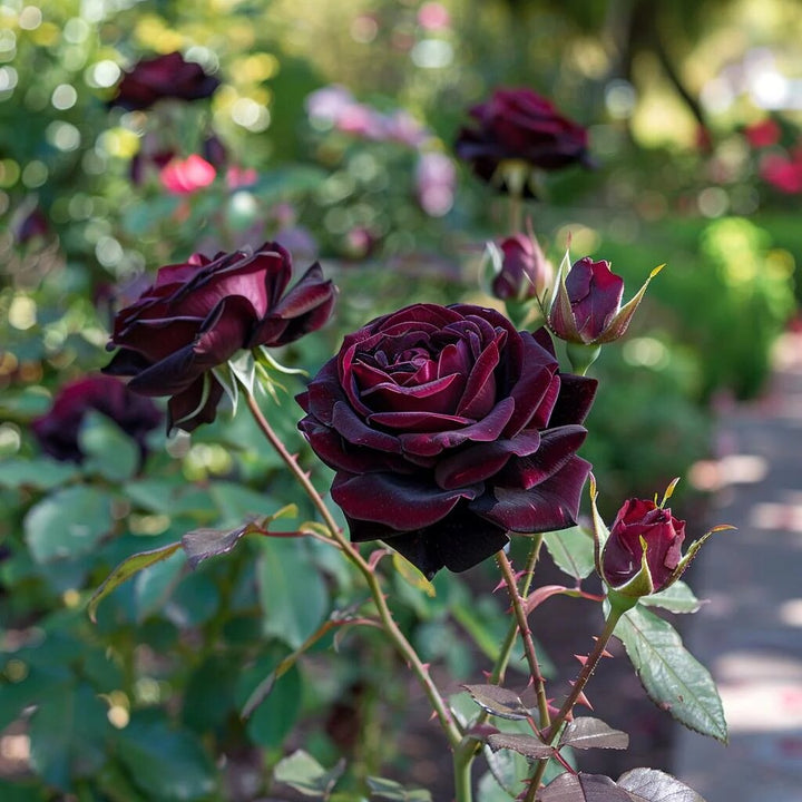 Dark Maroon Baccara Rose Flower Seeds – Heirloom, Non-GMO, Organic Garden Seeds