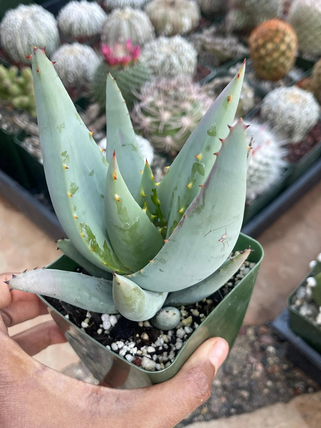 Green Claviflora Jackal’s Plant Seeds for Planting | Heirloom Non-GMO High Germination Organic Garden Seeds