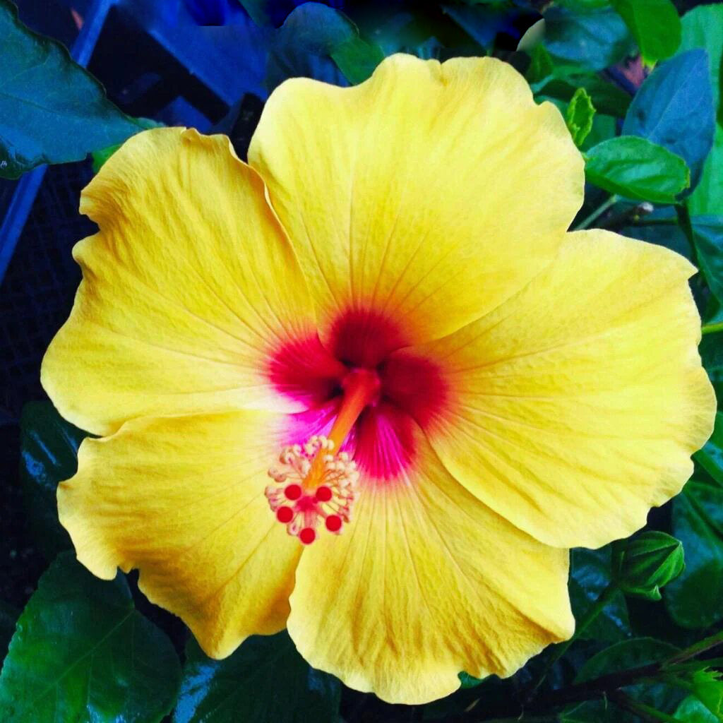Giant Hibiscus Flower Seeds Yellow Pink For Growing – Heirloom, Non-GMO High Germination Seeds for Planting | Organic Garden Seeds