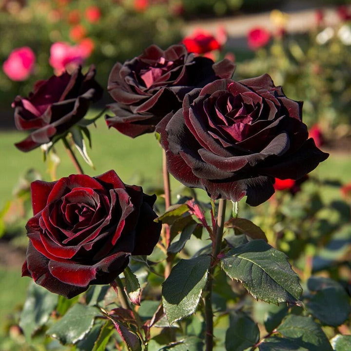 Maroon Rose Flower Seeds for Planting – Heirloom Non-GMO High Germination Seeds