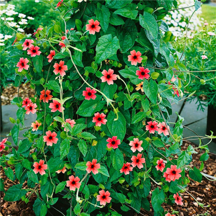 Red Gardenia Thunbergia Flower Seeds – Heirloom Non-GMO Organic High Germination