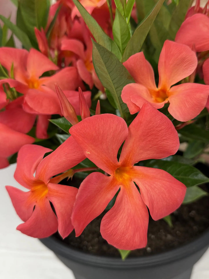 Mandevilla Flower Seeds Orange – Heirloom, Non-GMO, High Germination Seeds
