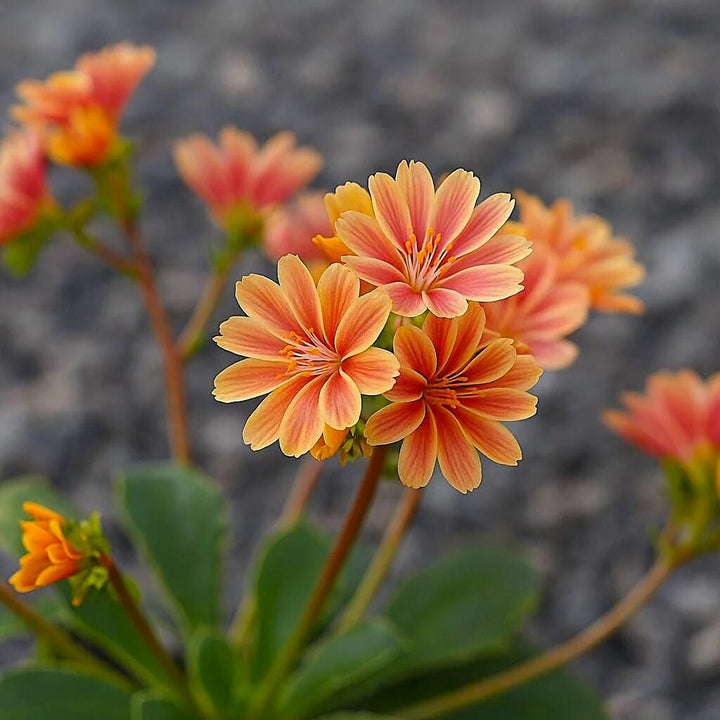 Orange Lewisia Cotyledon Flower Seeds – Heirloom, Non-GMO, High Germination Seeds
