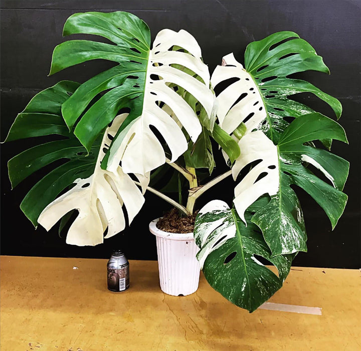 Green Monstera Flower Seeds – Heirloom, Non-GMO, High Germination Seeds