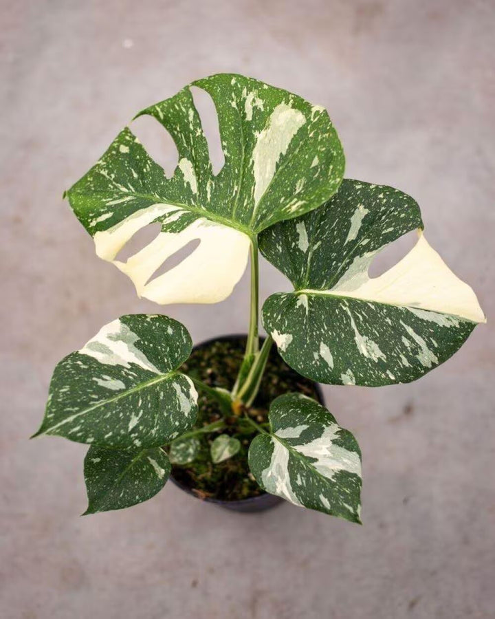 Green White Monstera Seeds – Heirloom, Non-GMO, High Germination Seeds