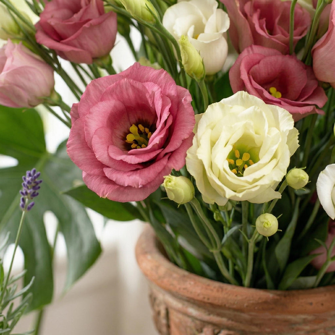 Semillas de flores de lisianthus perenne – Heirloom, sin OMG, semillas de alta germinación