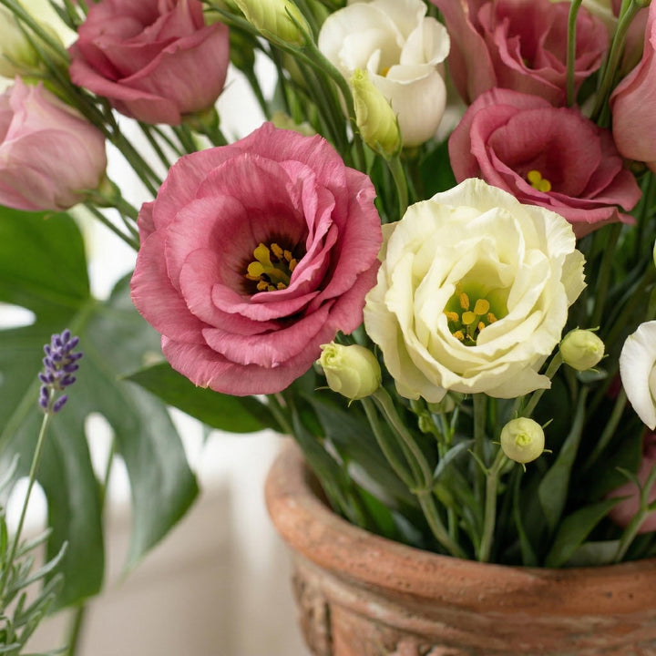 Semillas de flores de lisianthus perenne – Heirloom, sin OMG, semillas de alta germinación