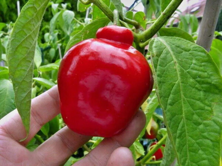 Red Giant Rocoto Seeds for Planting – Heirloom, Non-GMO, High Germination Organic Garden Seeds for Hot Peppers