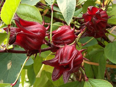 Dunkelrote Roselle-Pflanzensamen – Alte Sorte, gentechnikfrei, keimfreudige Samen