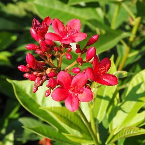 Jatropha Flower Seeds Red – Heirloom, Non-GMO, High Germination Seeds