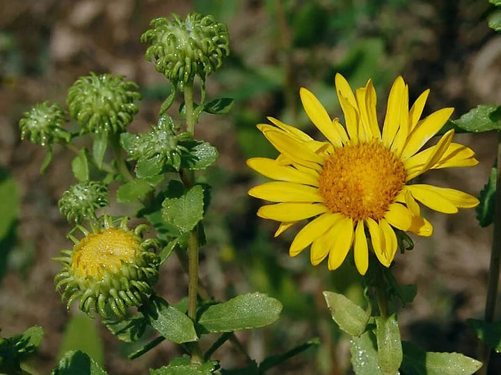 Grindelia Flower Seeds Yellow – Heirloom, Non-GMO, High Germination Seeds for Planting