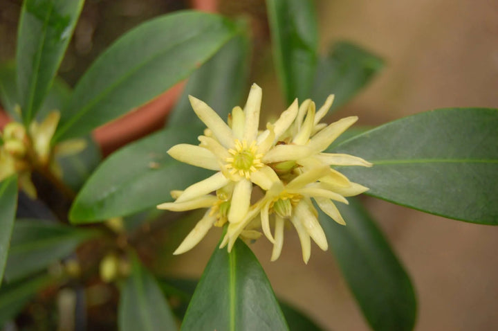 Yellow Illicium Flower Seeds – Heirloom, Non-GMO, High Germination Seeds