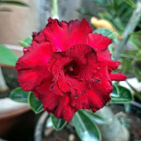 Double Desert Rose Flower Seeds Red – Heirloom Non-GMO High Germination Seeds for Planting