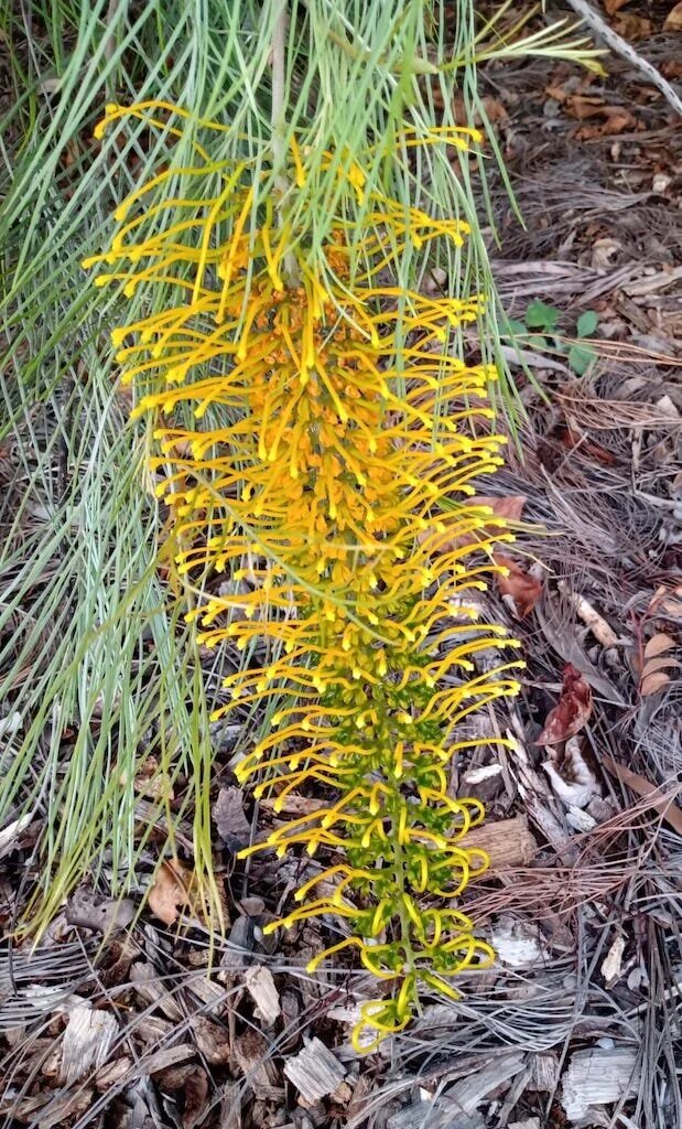 Grevillea Yellow Flower Seeds – Heirloom, Non-GMO, High Germination Seeds