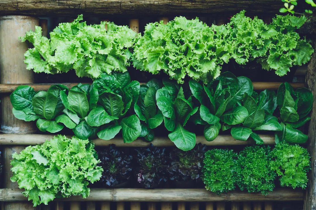 Alfresco Vegetable herb seeds