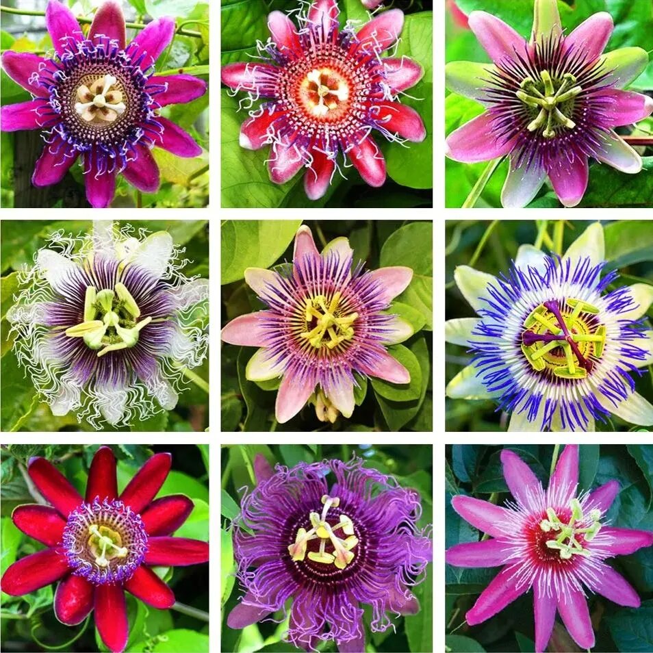 Mixed Passion Flower Seeds for Planting – Heirloom, Non-GMO, High Germination Seeds