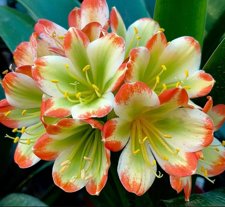 Green Orange Clivia Flower Seeds – Heirloom, Non-GMO, High Germination Seeds