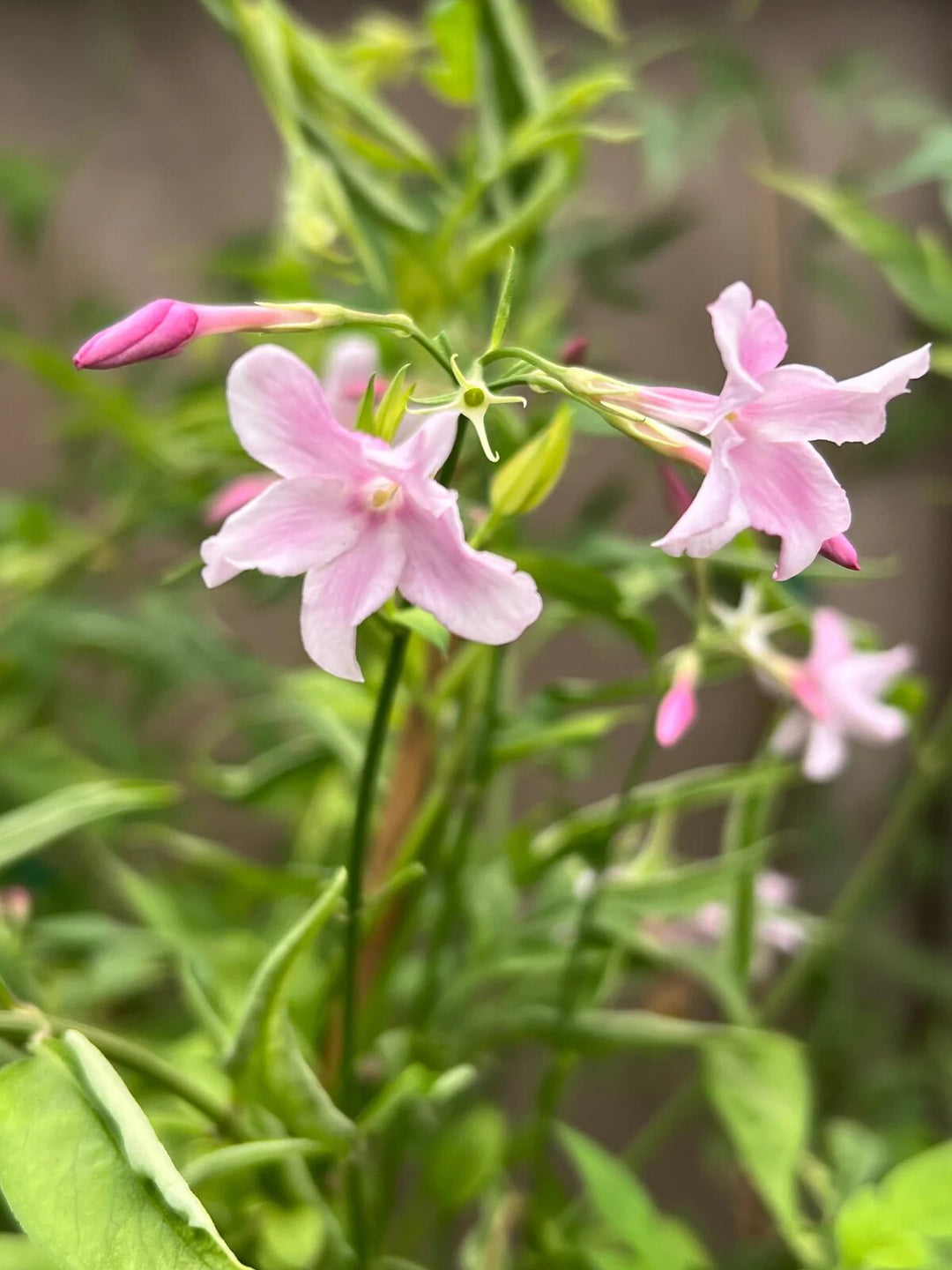 Pink Mogra Flowers Seeds – Heirloom, Non-GMO, High Germination Seeds