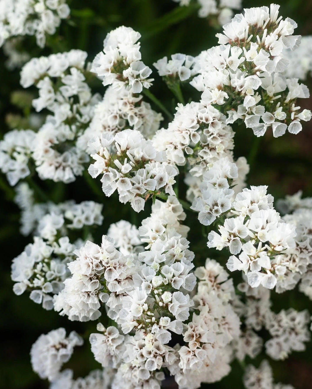 White Statice Flower Seeds Heirloom Non-GMO High Germination Organic Garden Seeds for Planting