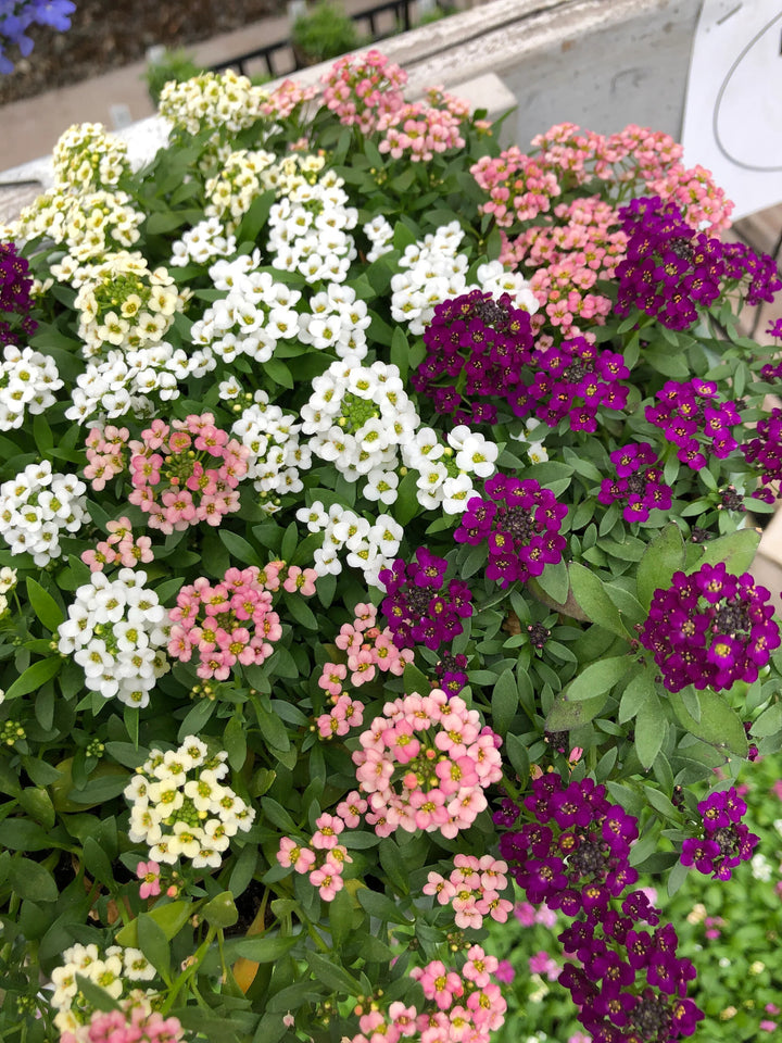 Mixed Alyssum Flower Seeds – Heirloom Non-GMO High Germination Seeds