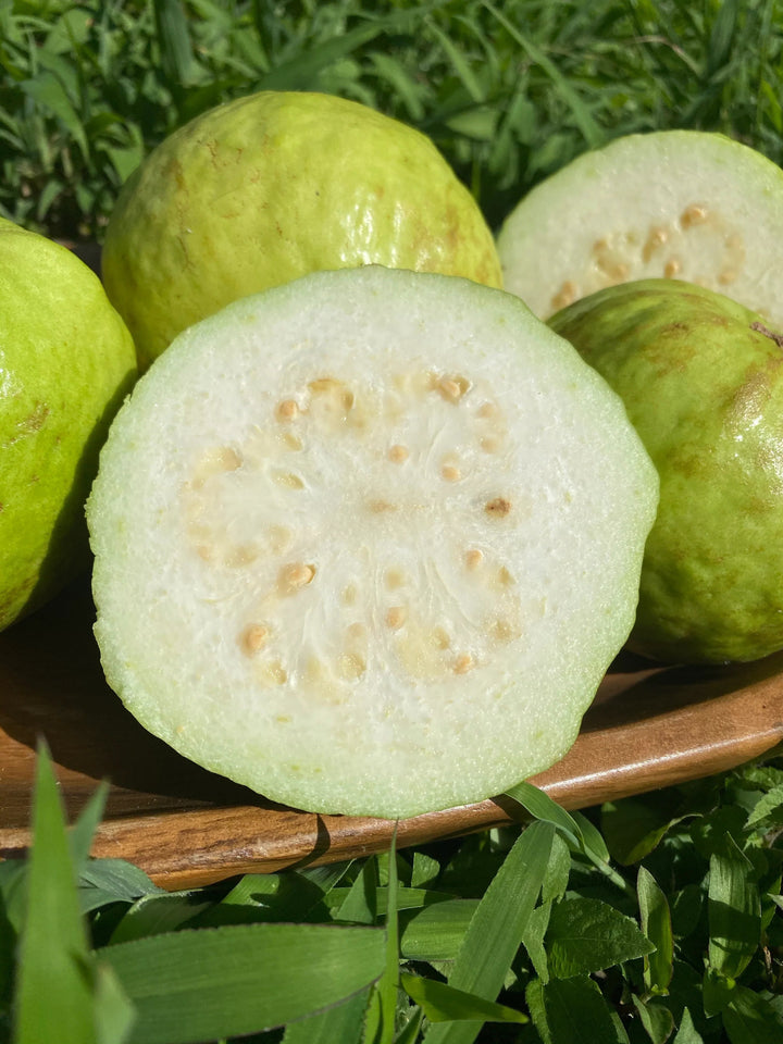 Semillas de Guayaba Blanca para Sembrar – Herencia No-Transgénica Alta Germinación Semillas Orgánicas para Jardín