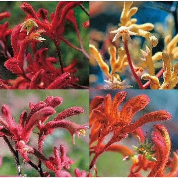 Mixed Anigozanthos Flower Seeds – Heirloom, Non-GMO, High Germination Seeds