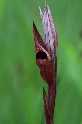 Brown Gladiolus Flower Seeds – Heirloom, Non-GMO, High Germination Seeds