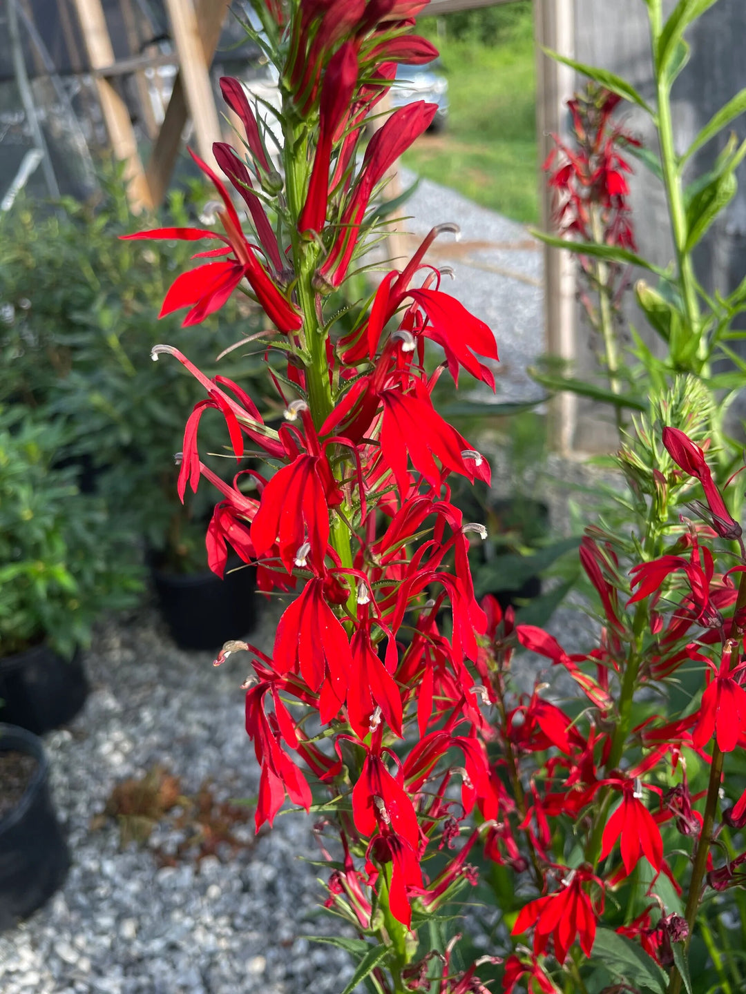 Cardinal Flower Seeds for Planting – Heirloom, Non-GMO, High Germination Organic Garden Seeds