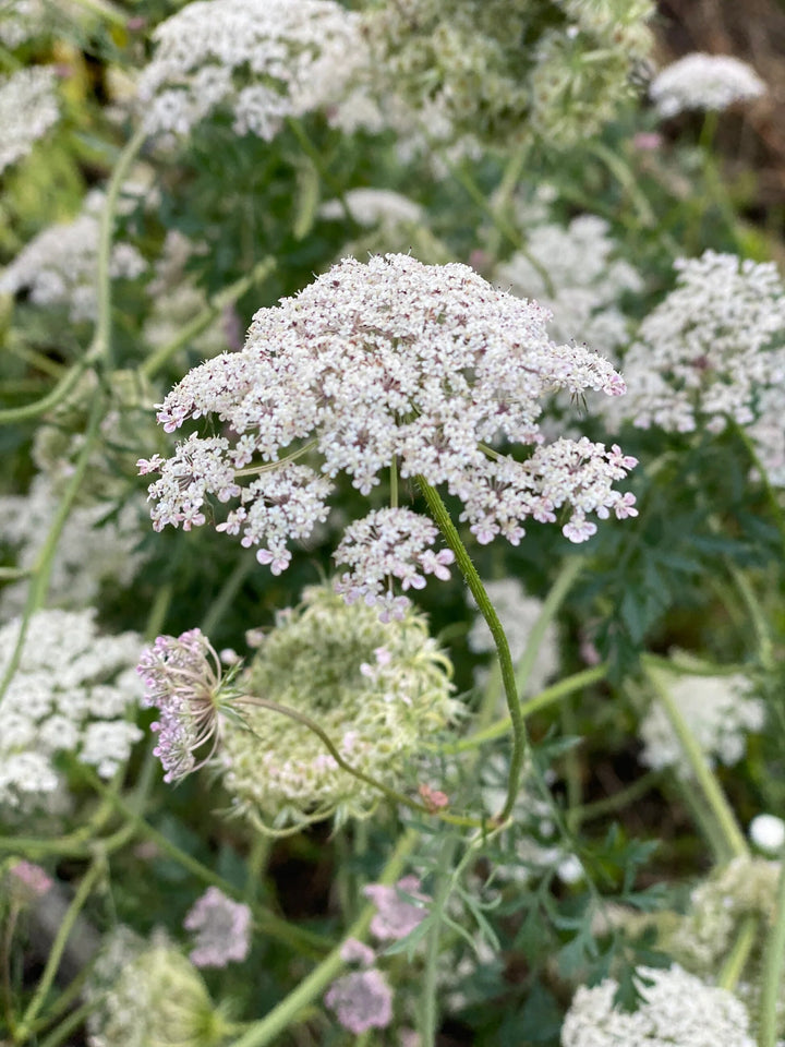 Daucus Flower Seeds White – Heirloom Non-GMO High Germination Seeds