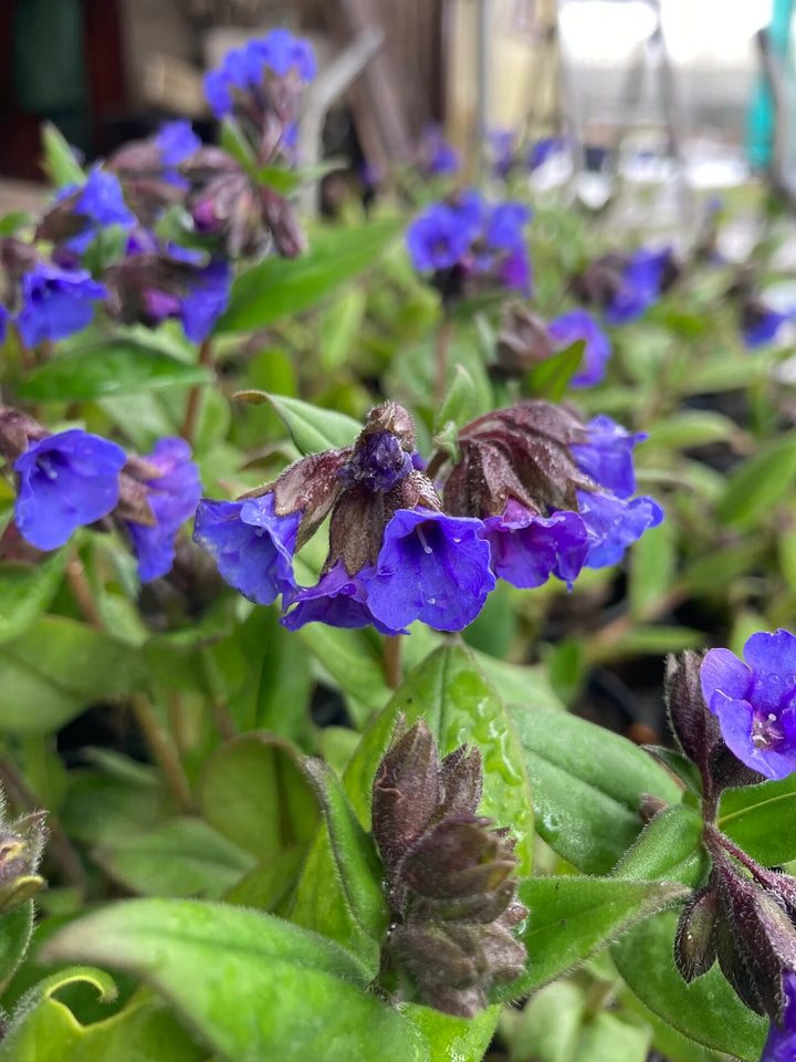Lungwort Flower Seeds – Heirloom, Non-GMO, High Germination Seeds