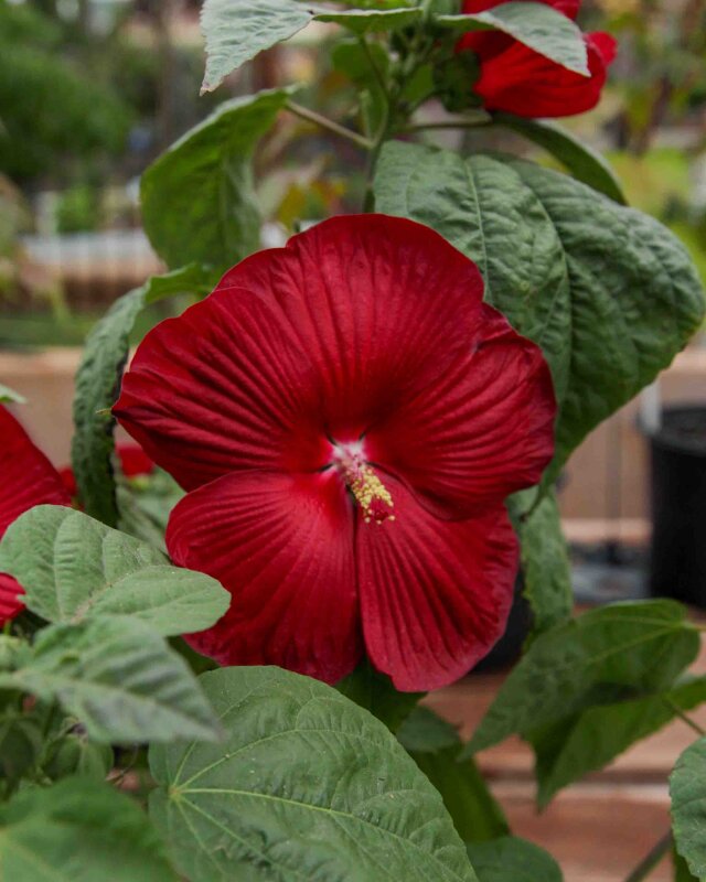 Deep Red Hibiscus Flower Seeds – Heirloom Non-GMO High Germination Seeds