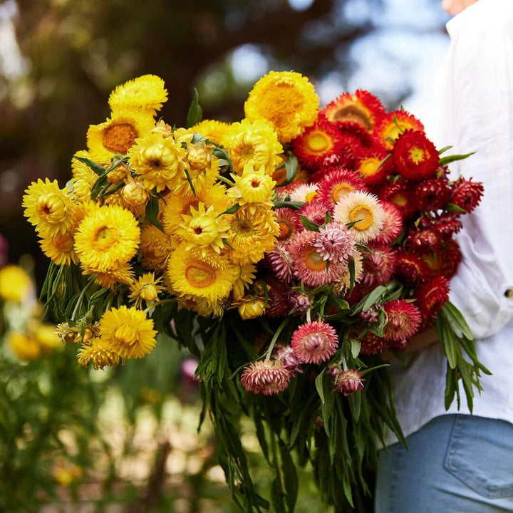 Mischung Strohblumen-Samen – Alte Sorte, gentechnikfrei, hohe Keimrate Bio-Gartensamen