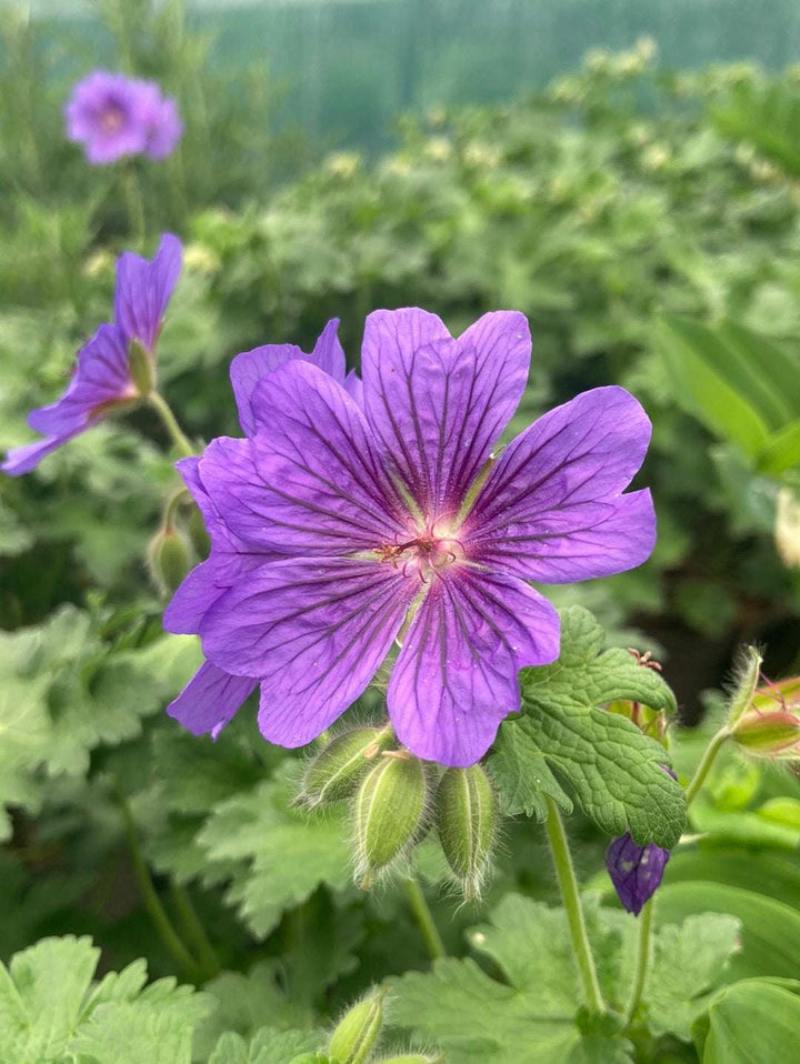 Purple Geranium Flower Seeds – Heirloom Non-GMO High Germination Seeds for Planting