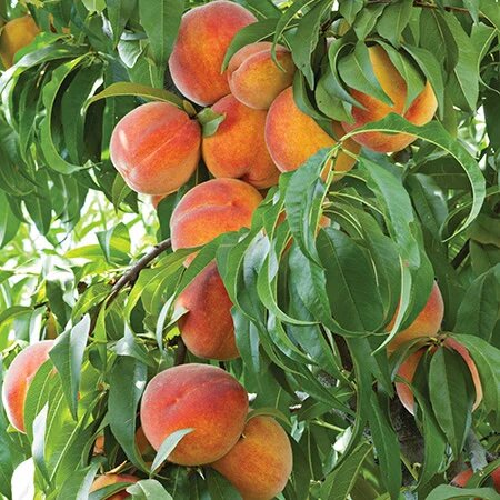Peach Seeds Red for Planting – Heirloom Non-GMO High Germination Organic Garden Seeds