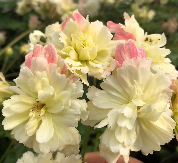 Semillas de geranio amarillas, rosas – Semillas reliquia sin OMG de alta germinación