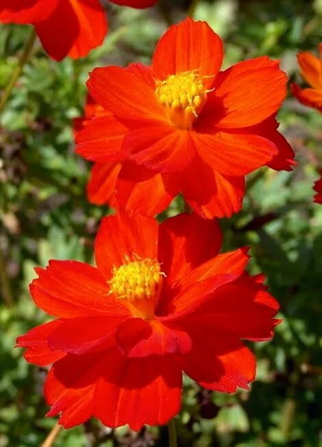 Generic Cosmos Flower Seeds Red – Heirloom, Non-GMO, High Germination Seeds