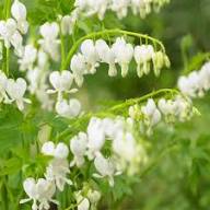 Perennial Dicentra Flower Seeds White – Heirloom, Non-GMO, High Germination Organic Garden Seeds for Planting