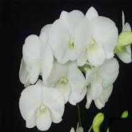 Phalaenopsis Flower Seeds for Planting – Heirloom, Non-GMO, High Germination Organic Garden Seeds