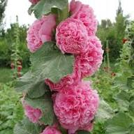 Pink Double Petal Hollyhock Flower Seeds Heirloom Non-GMO High Germination Organic Garden Seeds for Planting